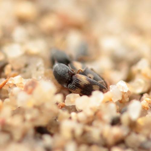 Negastrius sabulicola